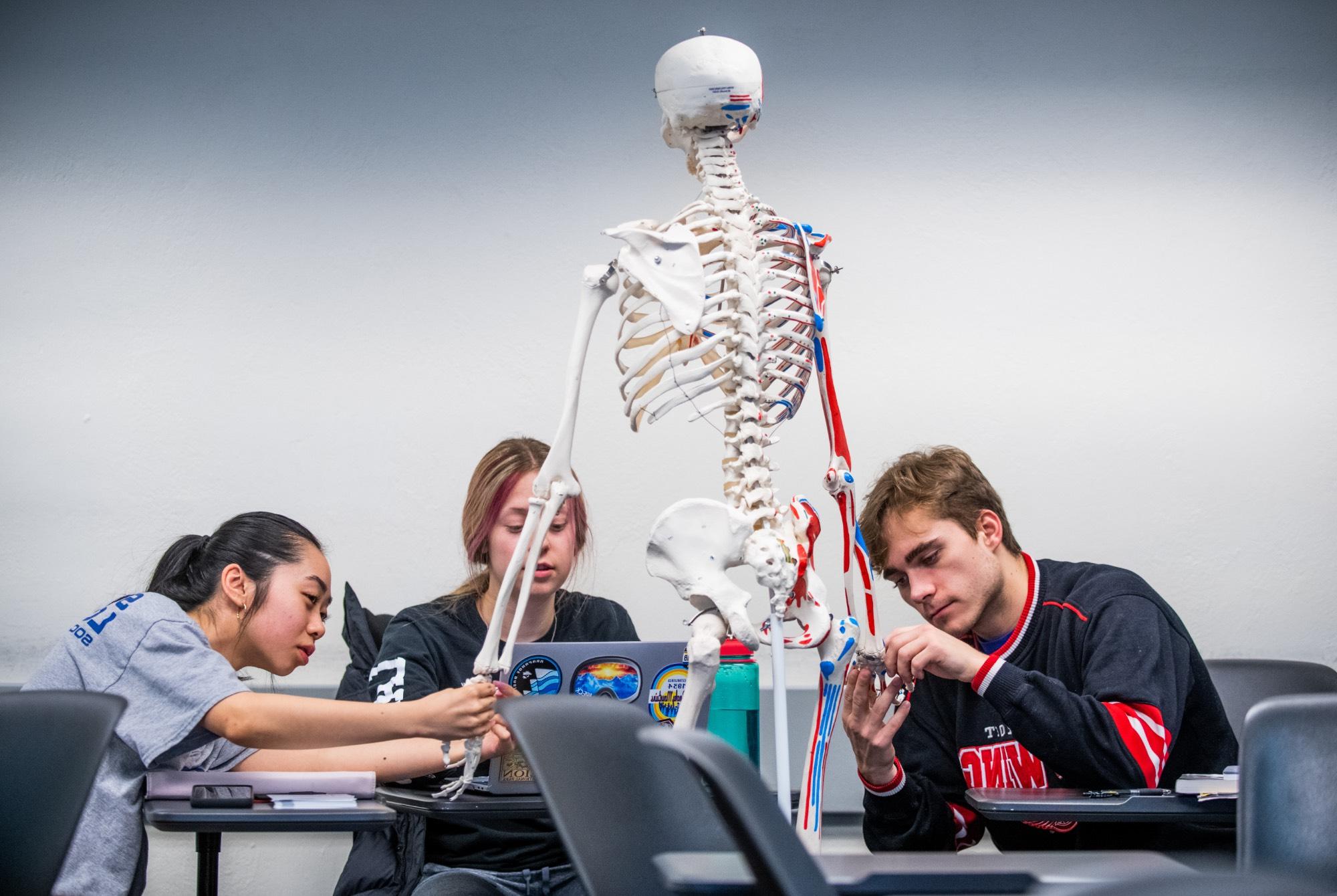 Student studying a skeleton